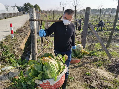 農業主體采收難不必慌，秀洲三農搶收服務隊來幫忙