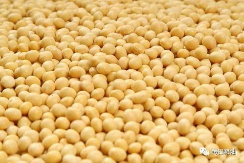 東北豆價跌勢難止，春節前我國預計進口大豆1300萬噸引發市場關注