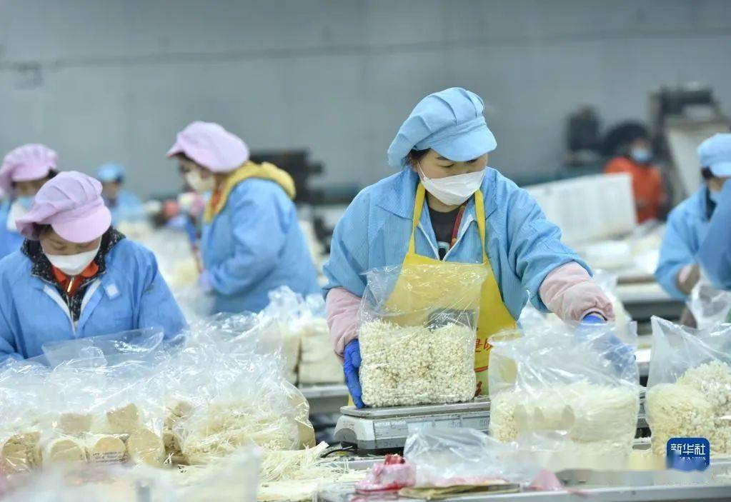 河北臨西 小蘑菇撐起致富傘，初級農產品鏈動鄉村振興