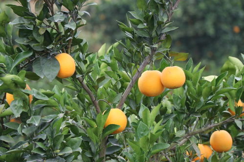 朋友買了贛南臍橙，收到貨卻要求商家退款，原因令人捧腹