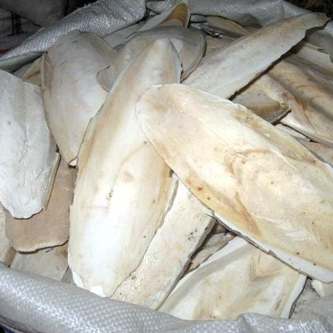 探秘海洋饋贈(zèng) 大海螵蛸（烏賊骨）的藥用價(jià)值與甄選之道