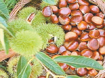 農(nóng)產(chǎn)品“倒?fàn)敗钡霓D(zhuǎn)型之路 從初級(jí)農(nóng)產(chǎn)品流通到現(xiàn)代農(nóng)業(yè)服務(wù)